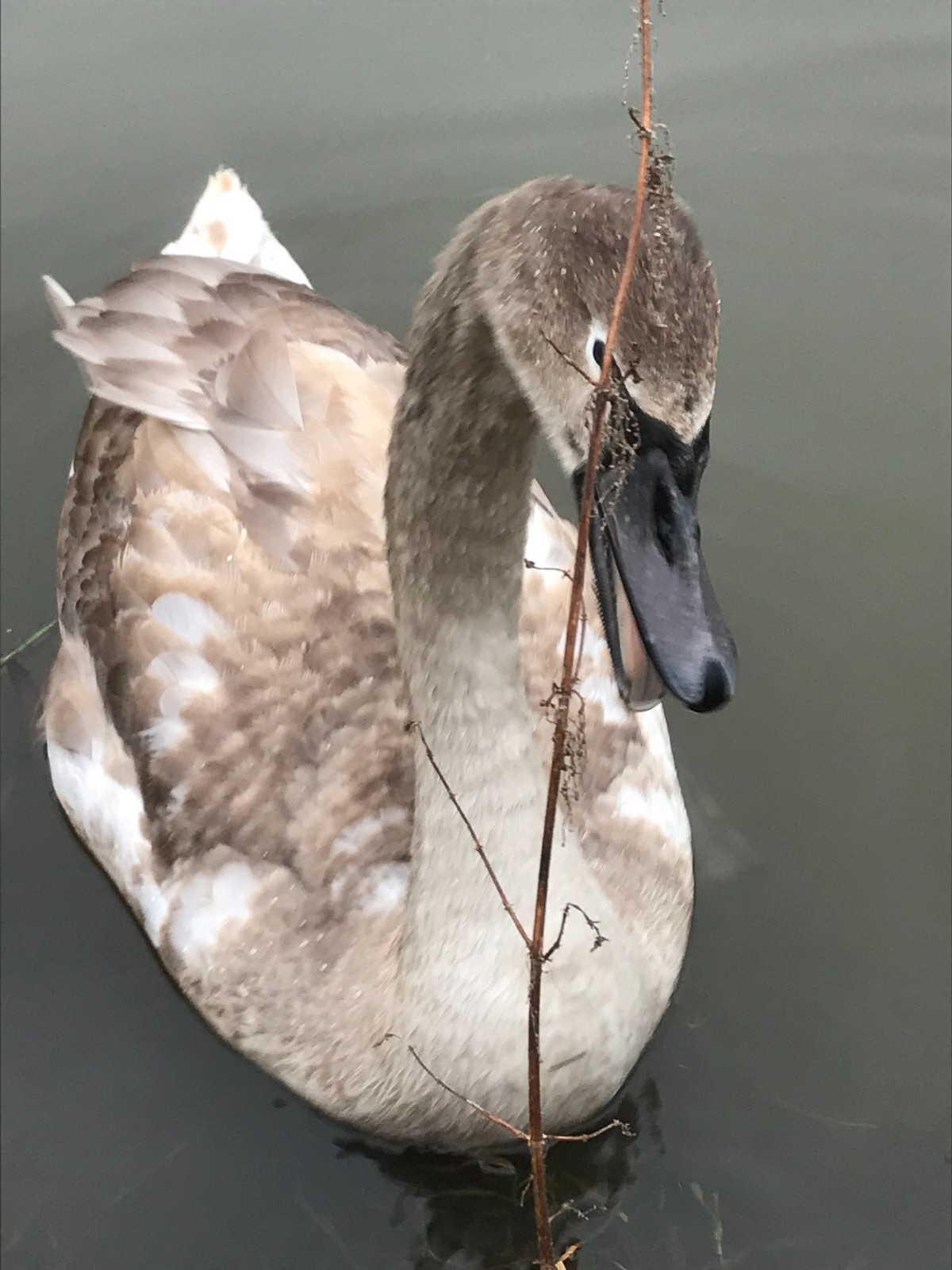 Beratung in der Natur – Sanfte Linie Junger Schwan