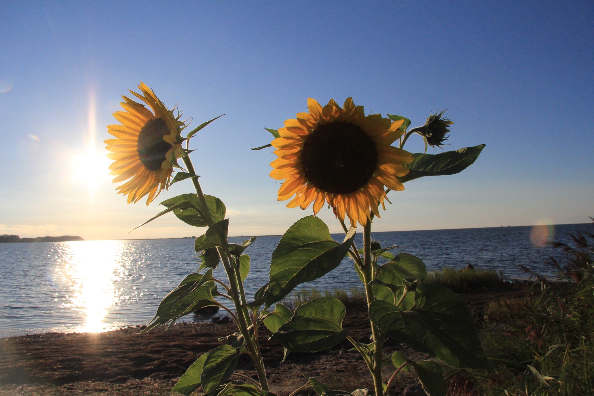 Beratung in der Natur – Sanfte Linie Sonnenblumen am Wasser