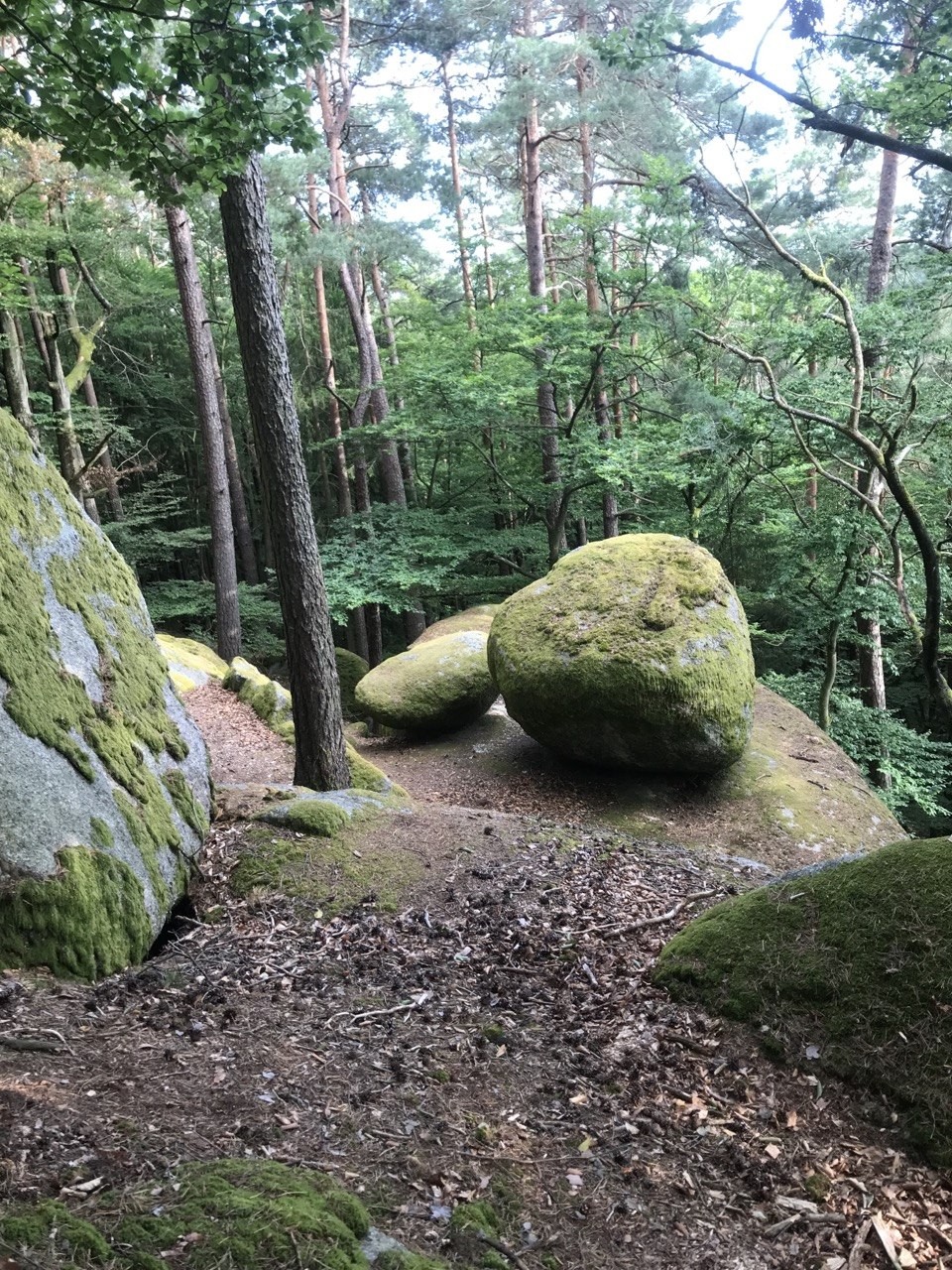 Beratung in der Natur – Sanfte Linie Moosbewachsene Felsen im Wald