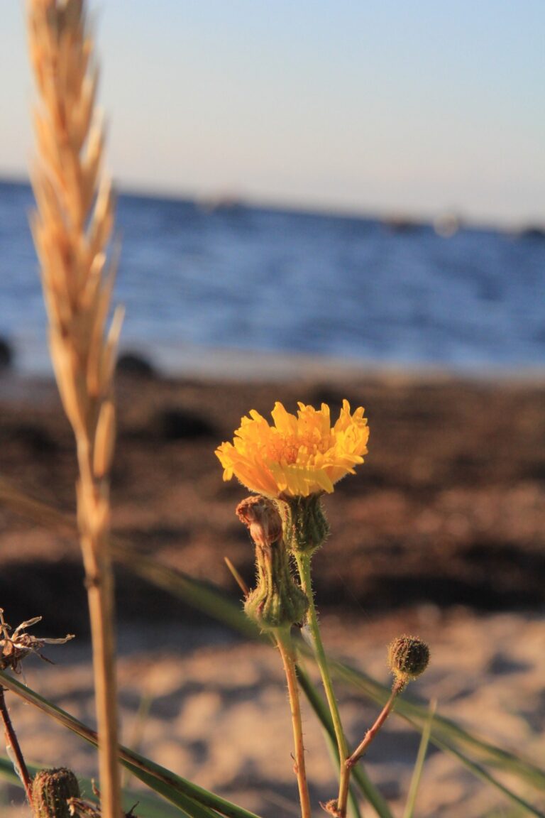 Übergänge – was uns der Spätsommer über Veränderung erzählen kann Gelbe Blüte und Gräser am Meer im warmen Licht